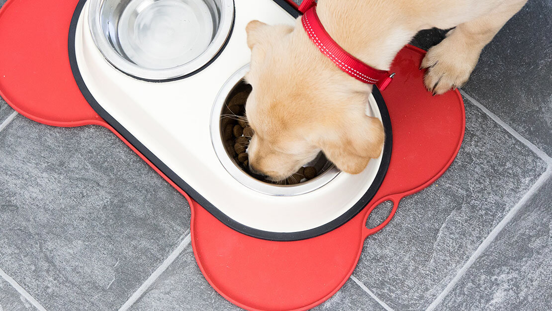 Purina puppy chow nz online